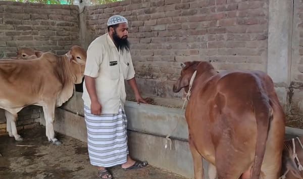 কোরবানি ঈদকে সামনে রেখে হিলির সুমনের খামারে প্রস্তুত ৮৫টি গরু