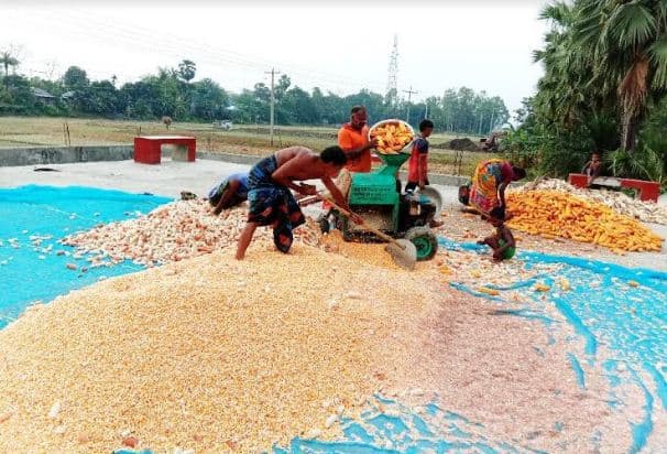 আত্রাইয়ে রেকর্ড পরিমাণ জমিতে ভুট্টা চাষ:বাম্পার ফলনের সম্ভাবনা