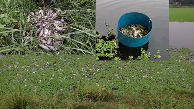 কারখানার দূষিত পানিতে মরল ৬০০০ কেজি মাছ