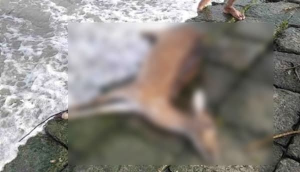 ঘূর্ণিঝড় রেমালের তান্ডব, মৃত হরিণের সংখ্যা বেড়ে ৫৭