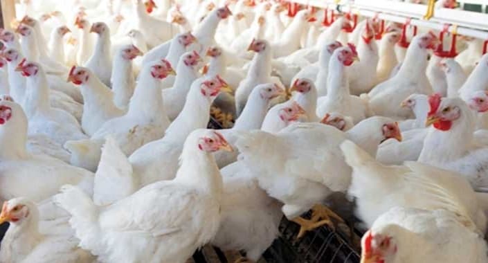 হিলিতে ব্রয়লারসহ সব মুরগির দাম কমেছে কেজিতে ২০-৪০ টাকা