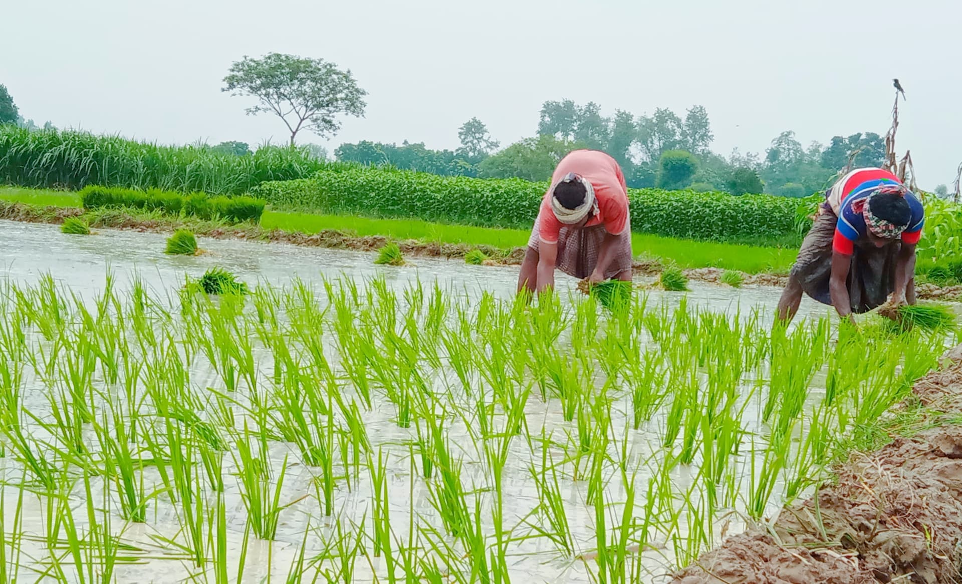 মেহেরপুরে আউশ মৌসুমের ধান রোপণ শুরু হয়েছে