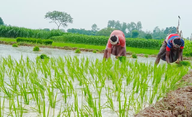 মেহেরপুরে আউশ মৌসুমের ধান রোপণ শুরু হয়েছে