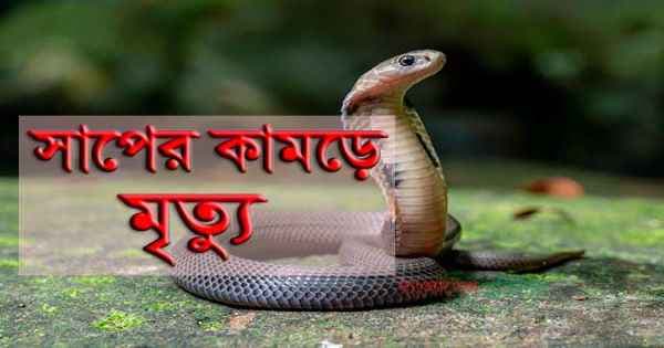 লালপুরে সাপের কামড়ে যুবকের মৃত্যু!