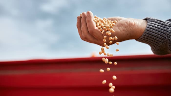 ইউরোপের ভুলে বিশ্বে খাদ্যসংকট