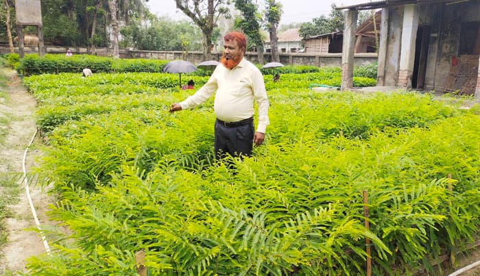 ধামইরহাটে ৬ মাসে ৭১ প্রজাতির প্রায় আড়াই লাখ চারা উৎপাদন