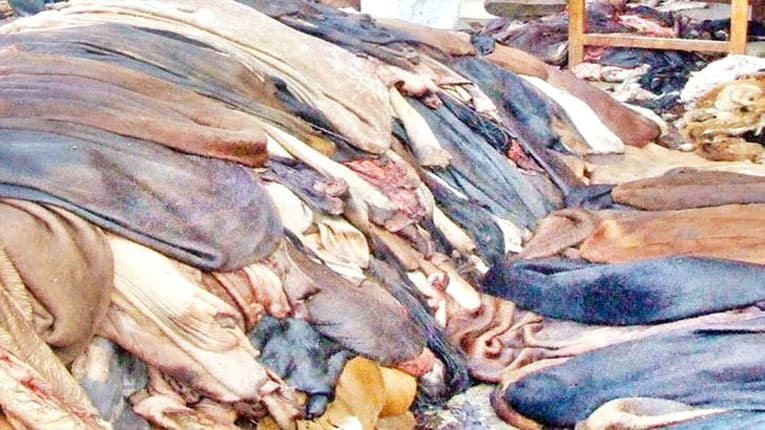 কোরবানির পশুর চামড়ার দাম নির্ধারণ