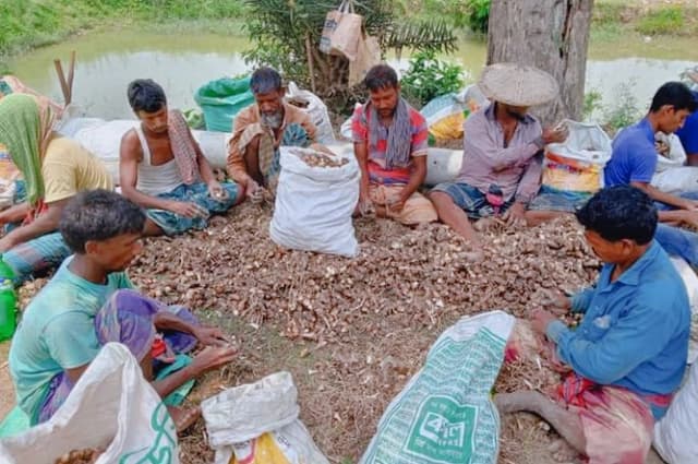 মেহেরপুরের বাজারে উঠেছে আগাম কচু