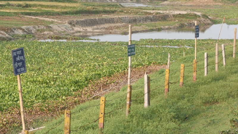 ঠাকুরগাঁওয়ে মৎস্য অভয়াশ্রমগুলোর বেহাল দশা