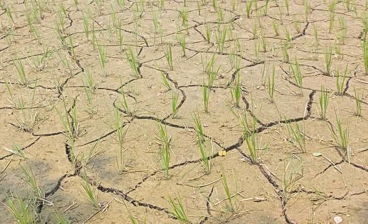 গাংনীতে লোডশেডিং ও দাবদাহে বিপাকে কৃষক