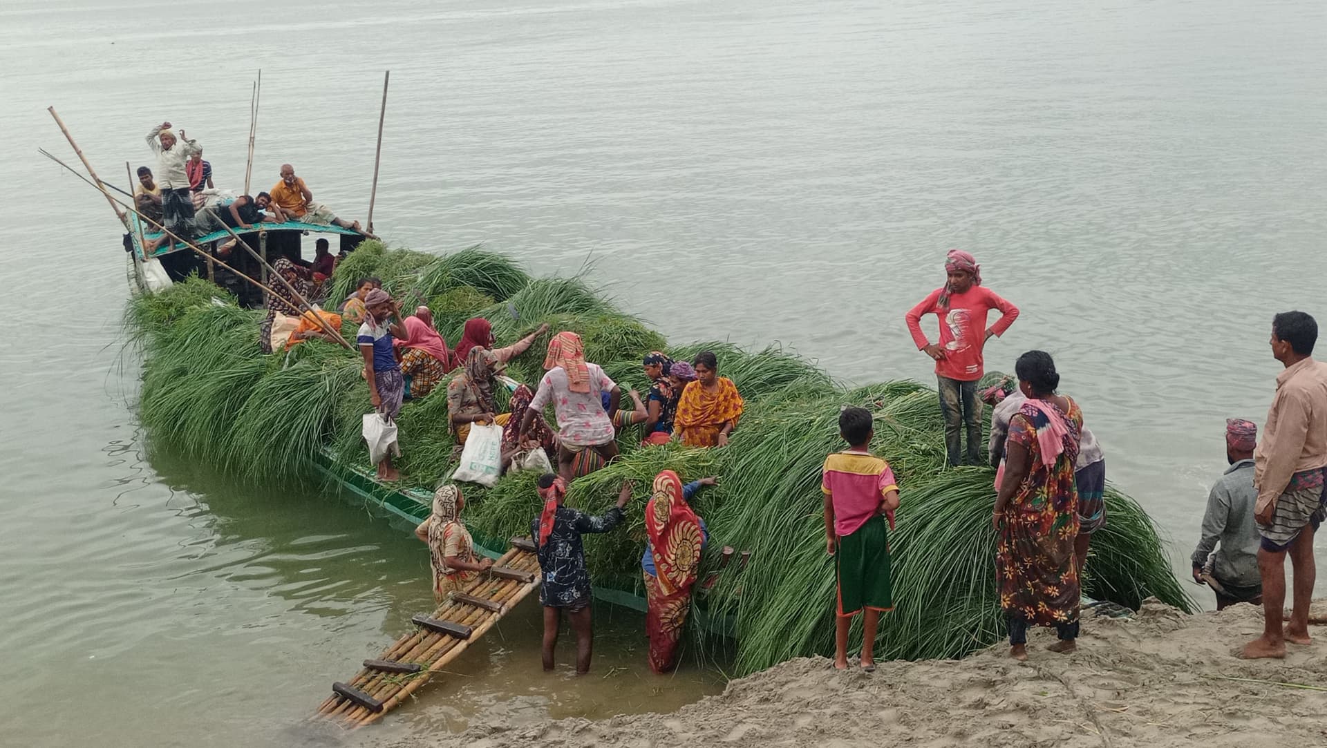 উত্তাল পদ্মা-যমুনা পাড়ি দিয়ে গো খাদ্য সংগ্রহে নারী-পুরুষ
