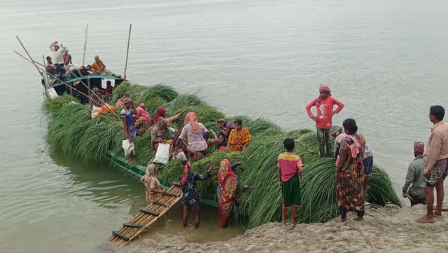 উত্তাল পদ্মা-যমুনা পাড়ি দিয়ে গো খাদ্য সংগ্রহে নারী-পুরুষ