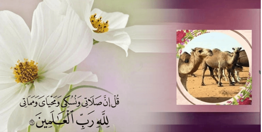 কোরবানি না করে সেই টাকা কি দান করা যাবে?