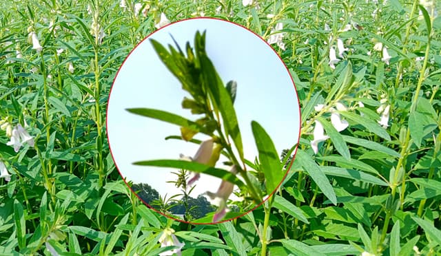 দেবীদ্বারে তিল চাষে আগ্রহ বাড়ছে কৃষকদের