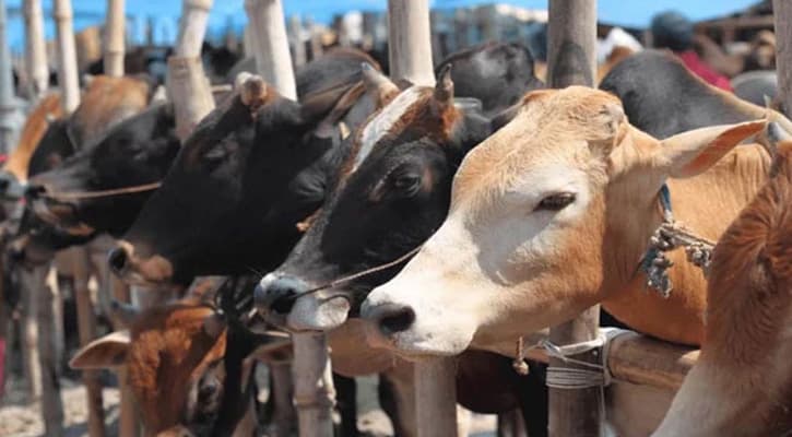 রাজধানীর হাটে আসছে পশু, এখনও জমেনি বেচাবিক্রি