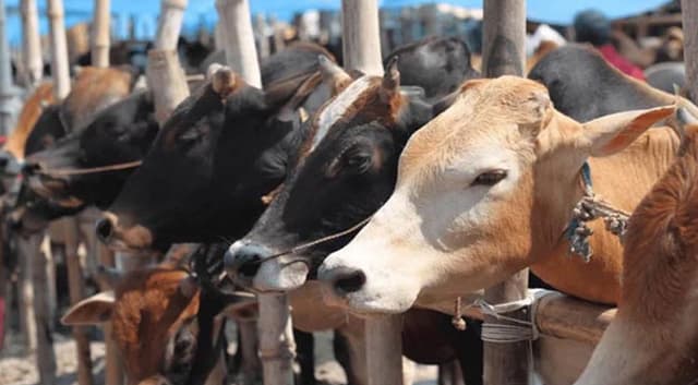 রাজধানীর হাটে আসছে পশু, এখনও জমেনি বেচাবিক্রি