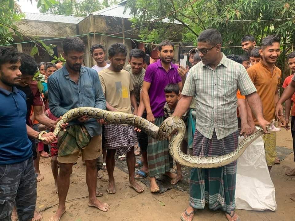 শ্রীমঙ্গলে ঘরের ভেতর থেকে অজগর সাপ উদ্ধার
