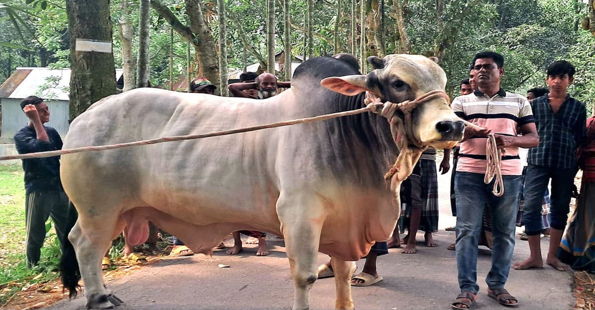 প্রধানমন্ত্রীকে কৃষকের কোরবানির গরু উপহার