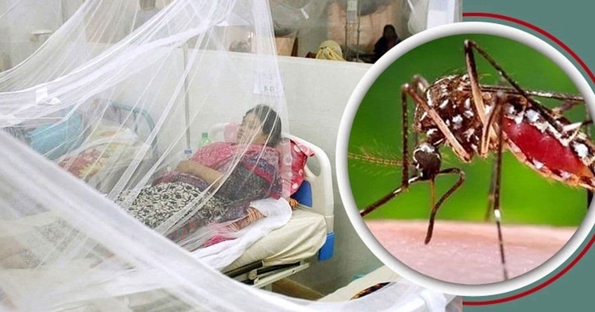 আতঙ্ক ছড়াচ্ছে ডেঙ্গু, চলতি মাসের ১০ দিনে ৯ মৃত্যু