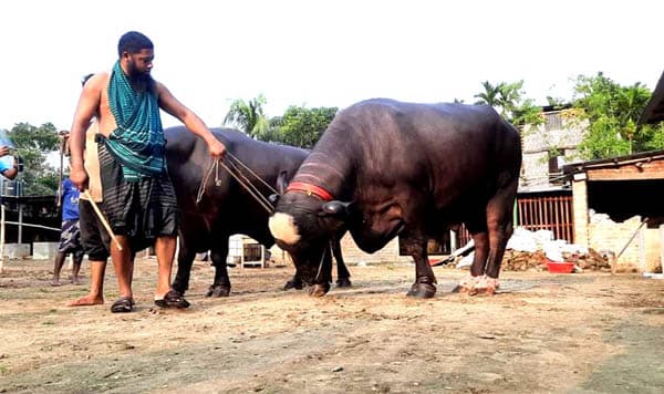 হিলিতে প্রথমবারের মতো বাণিজ্যিকভাবে গড়ে উঠেছে মহিষের খামার