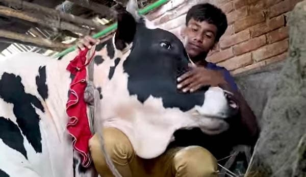 দেয়াল ভেঙে বের করতে হবে রাজা-বাদশাকে!
