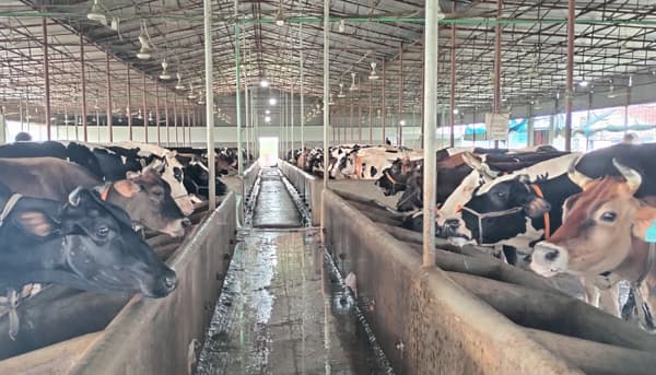 শ্রীমঙ্গল এগ্রো খামারে ওজনে বিক্রি হচ্ছে গরু