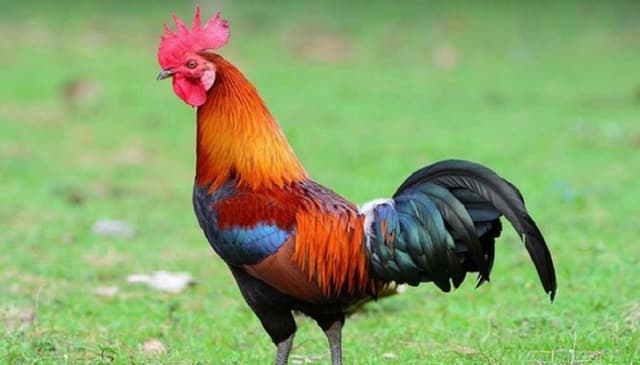 মদ না পেলে খাবার মুখে তোলে না পোষা মোরগ!