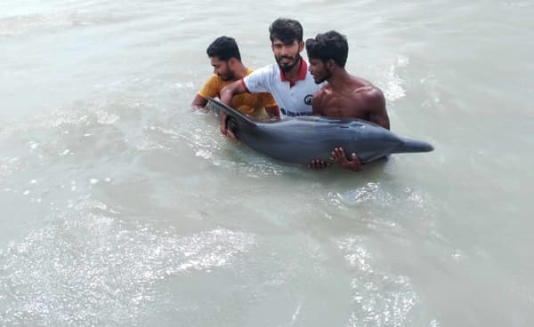 আন্ধারমানিক নদীতে ভেসে এসেছে জীবিত ডলফিন