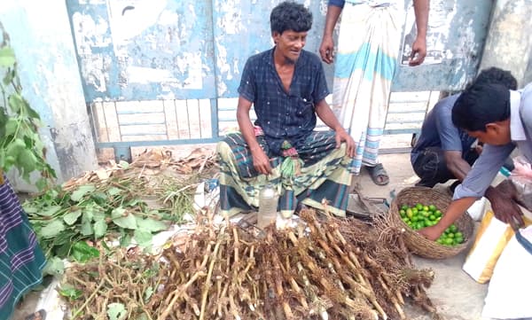 আশাশুনিতে চুই ঝালের দাম বৃদ্ধি পেয়েছে কয়েকশ গুন