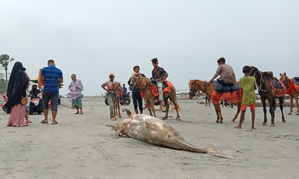 কুয়াকাটা সমুদ্র সৈকতে ভেসে এসেছে মৃত ডলফিন