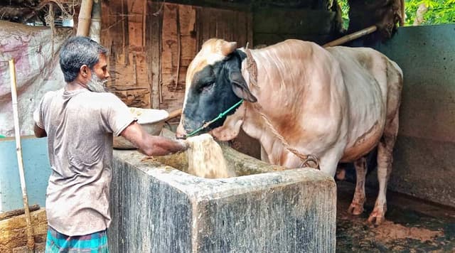 মেহেরপুরে চাহিদার চেয়ে দ্বিগুণ কোরবানির পশু