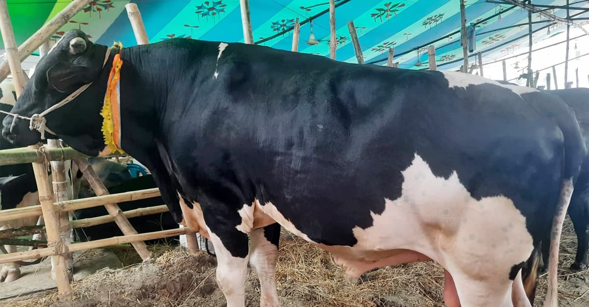 চড়া দাম চেয়ে মাথায় হাত বড় গরুর বেপারিদের