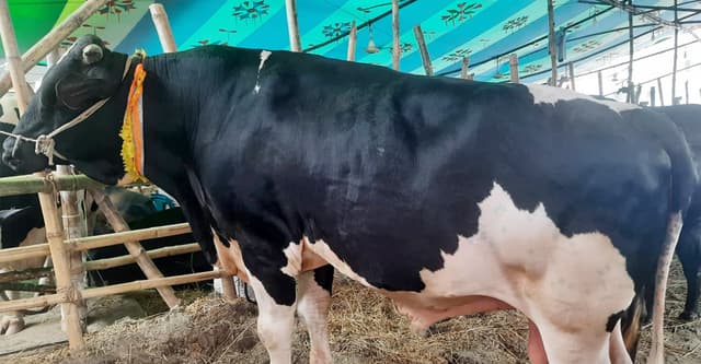 চড়া দাম চেয়ে মাথায় হাত বড় গরুর বেপারিদের