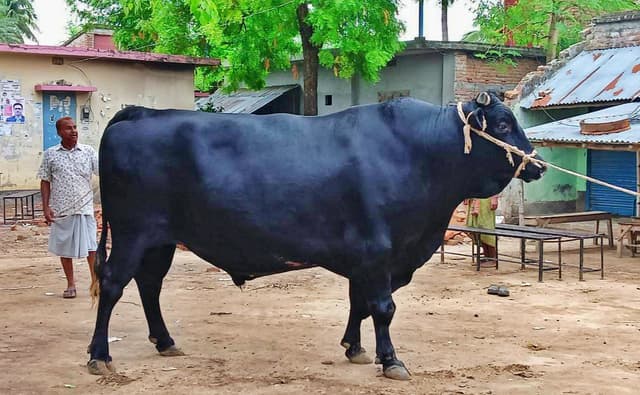 'মুজিবনগরের রাজাবাবু' দাম ৩৫ লাখ
