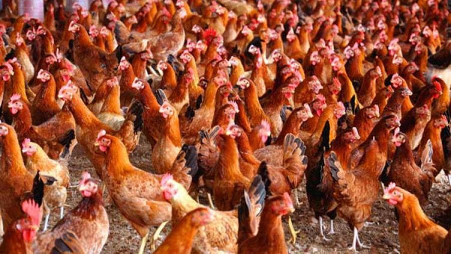 কেজিতে ৪০ টাকা কমেছে সোনালি মুরগির দাম