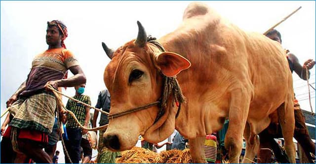 ঈদে ১ কোটি ৪ লাখের বেশি পশু কোরবানি, সবচেয়ে কম ময়মনসিংহে