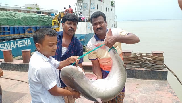 পদ্মায় জেলের জালে সাড়ে ২২ কেজির পাঙ্গাশ