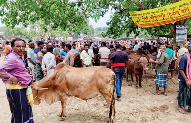 মেহেরপুরে জমে উঠেছে কোরবানির পশু কেনা-বেচা