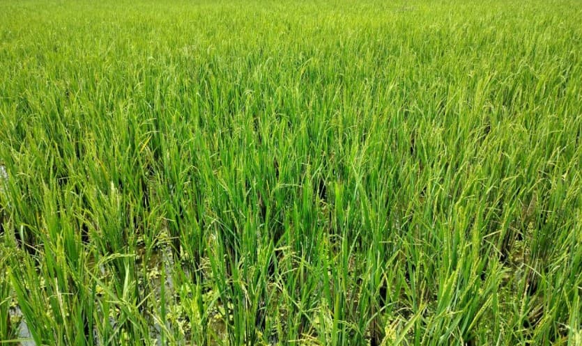 ভূরুঙ্গামারীতে ধানের রেটুন ক্রপে লাভবান কৃষক