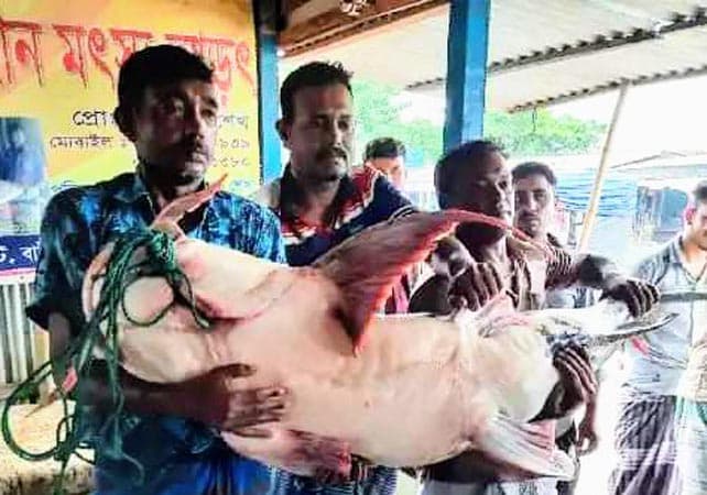 ৪৭ কেজির এক বাগাইড় মাছ, দাম ৫৯ হাজার