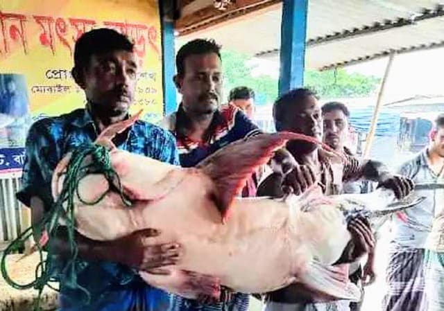 ৪৭ কেজির এক বাগাইড় মাছ, দাম ৫৯ হাজার