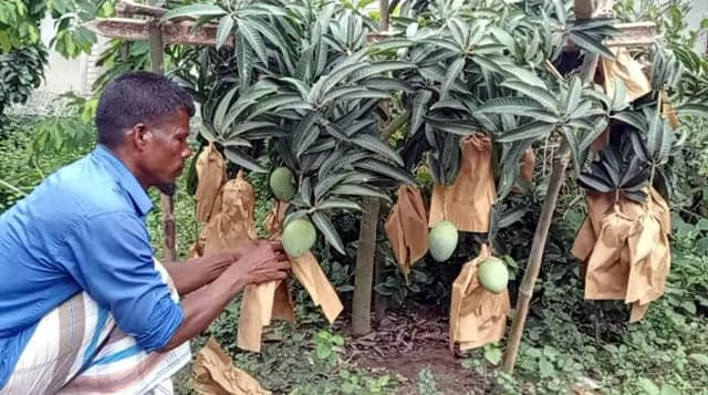 পাঁচবিবিতে বিদেশী মিশ্র ফলের বাগান গড়ে তুলেছেন দু’ভাই