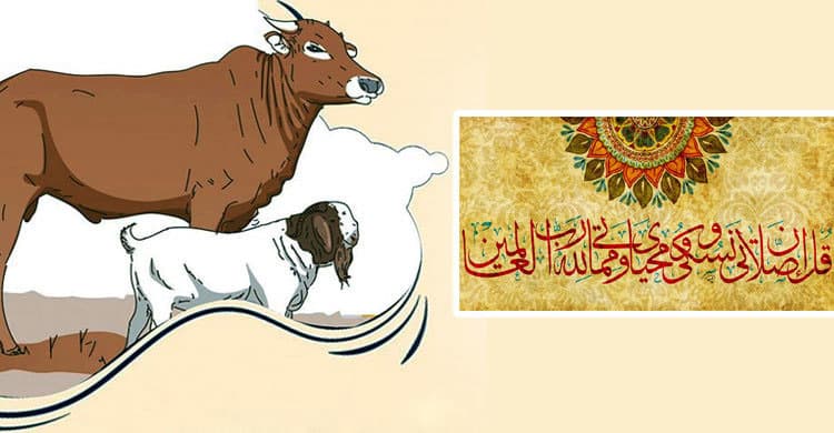 কুরবানির পশু জবাইয়ের নিয়ম ও দোয়া