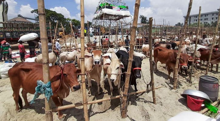 প্রস্তুত গাবতলী পশুর হাট