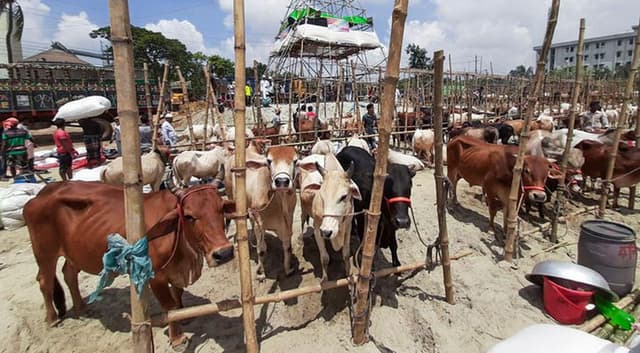 প্রস্তুত গাবতলী পশুর হাট