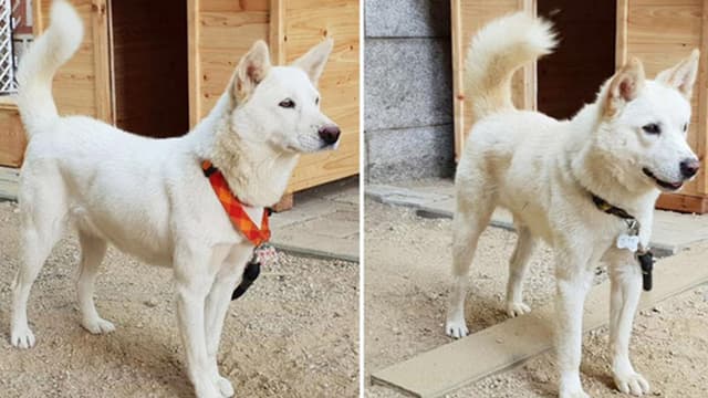 পুতিনকে একজোড়া কুকুর উপহার দিলেন কিম