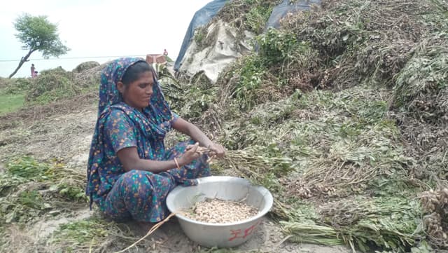 পানিতে তলিয়ে গেছে বাদাম ক্ষেত, কৃষকের স্বপ্নভঙ্গ
