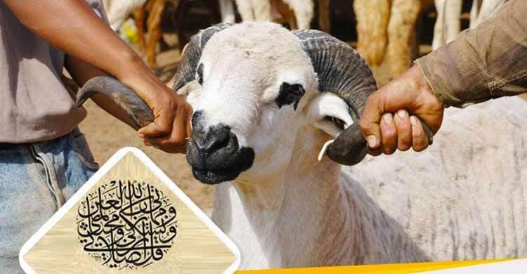 কোরবানি করতে পারবেন কতদিন?