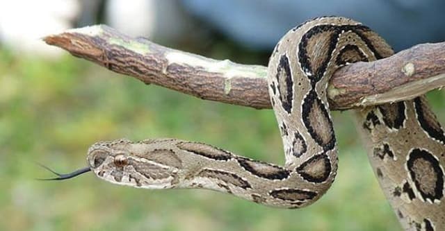 বিষধর হলেও তেড়ে কামড়ায় না রাসেলস ভাইপার