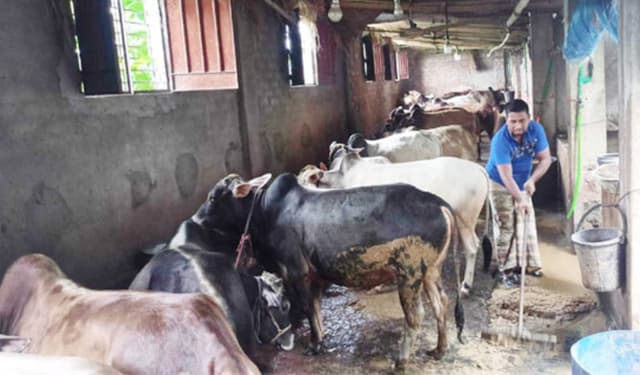 বরিশালে ঘাটতি নেই কোরবানীর পশুর